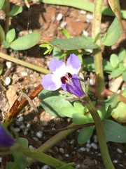 Downingia concolor concolor