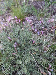 Astragalus subuliformis