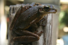Manaus Slender-Legged Treefrog photo 2