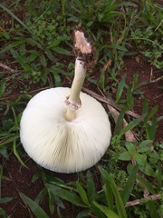 Agaricaceae