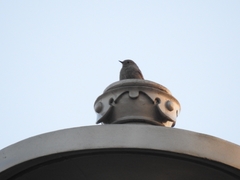 Phoenicurus ochruros