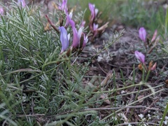 Astragalus subuliformis