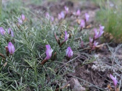 Astragalus subuliformis