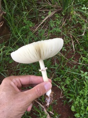 Agaricaceae
