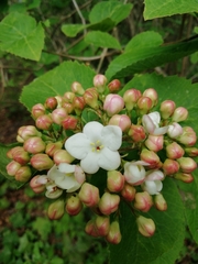 Viburnum carlesii