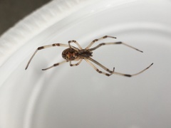 Latrodectus geometricus