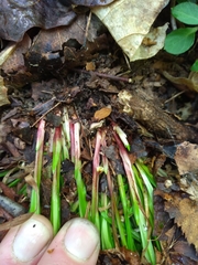 Carex austrocaroliniana