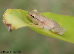Phyllodytes luteolus