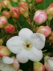 Viburnum carlesii