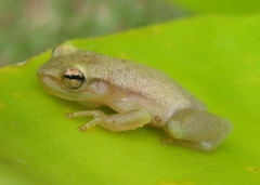 Phyllodytes luteolus