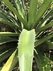 Agave desmettiana