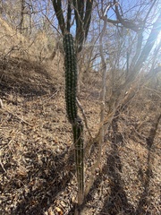 Pachycereus