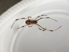 Latrodectus geometricus