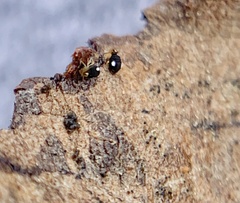 Sminthurinus quadrimaculatus