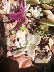 Echeveria