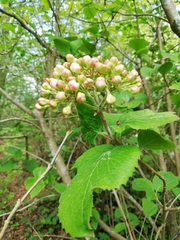 Viburnum carlesii