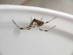 Latrodectus geometricus