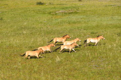 Equus ferus przewalskii