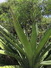 Agave desmettiana