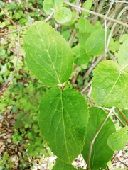 Viburnum carlesii