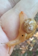 Sheldoniinae