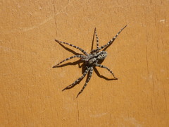 Acantholycosa lignaria