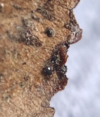 Sminthurinus quadrimaculatus