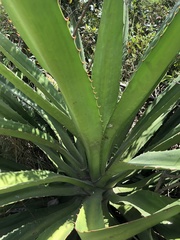 Agave desmettiana