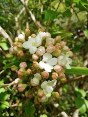 Viburnum carlesii