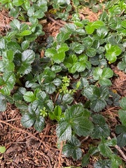 Magnoliopsida