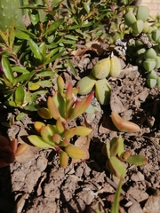 Angiospermae