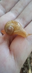 Sheldoniinae