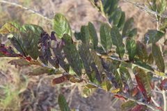 Casearia nitida