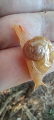 Sheldoniinae