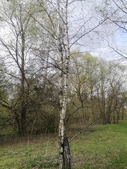 Betula pendula