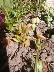 Angiospermae