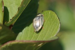 Aspidimorpha puncticosta