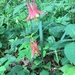 photo of Red Columbine (Aquilegia canadensis)