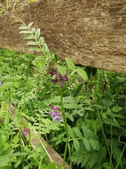 Vicia sepium