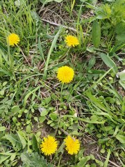 Taraxacum officinale
