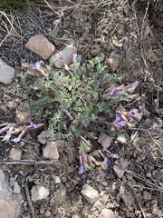 Astragalus argophyllus martinii