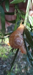 Sheldoniinae