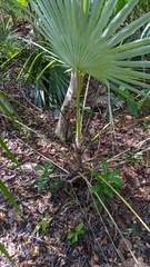 Leucothrinax morrisii