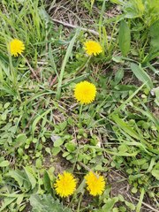 Taraxacum officinale