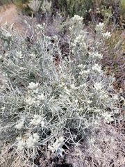 Tetradymia comosa