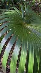 Leucothrinax morrisii