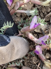 Astragalus argophyllus martinii