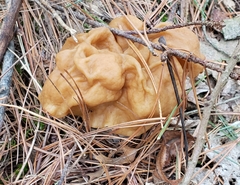 Gyromitra korfii