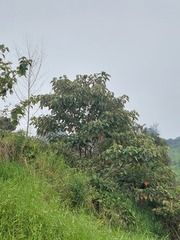 Croton magdalenensis