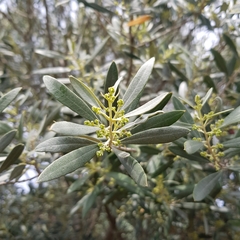Olea europaea